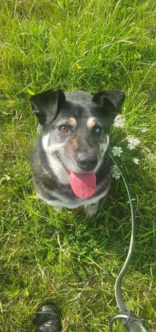 Michi - Husky-Corgi-Mix zur Adoption