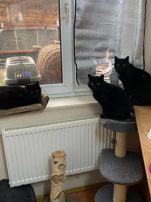 Katze aus Tierheim, Mohrle Leopold Und Mr Josi | Schwarz Europäische Hauskatzen Männlich