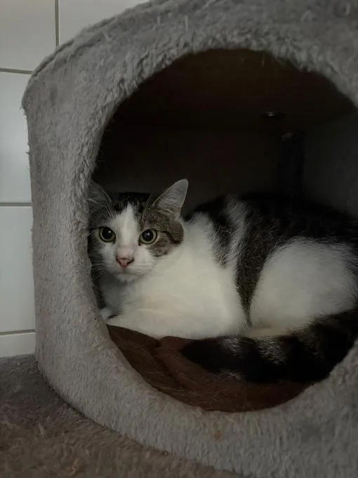 Cora - EKH zur Adoption