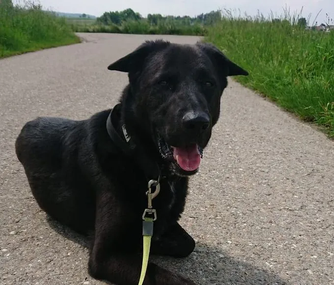 Dog from shelter, Buddy | Schäferhund Mix Male