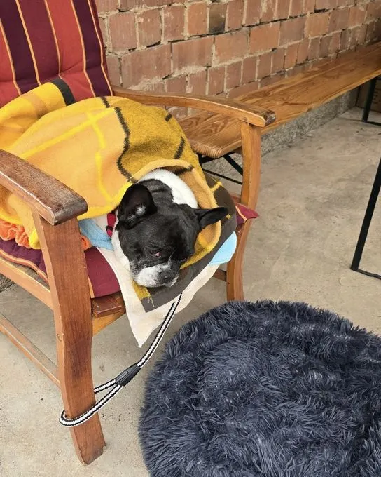 Dog from shelter, Fundhündin Inge Macht Sich Auf Die Suche Nach Einem Kuscheligen Körbchen | Schwarz Weiß Französische Bulldogge Female