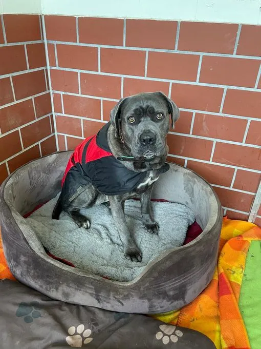 Dog from shelter, Gina | Blau Cane Corso Female