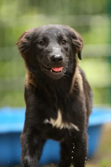 Dog from shelter, Cassie | Schwarz Mischling Female
