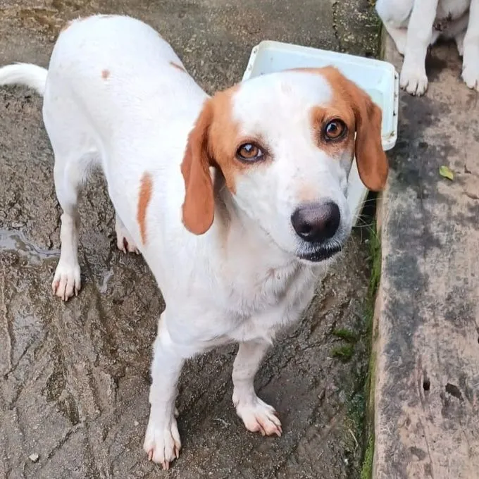Lio - mischling zur Adoption