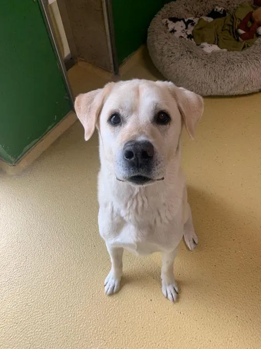 Dog from shelter, Cox | Blond Labbi Mix Male