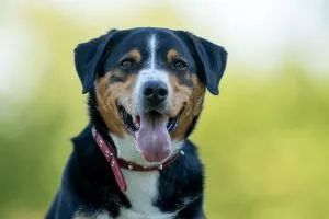 Dog from shelter, Ludwig | Appenzeller Sennenhund Male