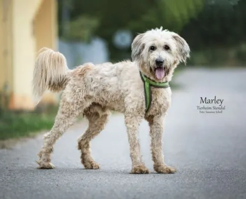 Dog from shelter, Marley | Harzer Fuchs Schafspudel Mix Male