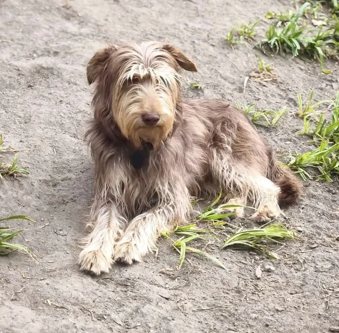 Pedro - mischling zur Adoption