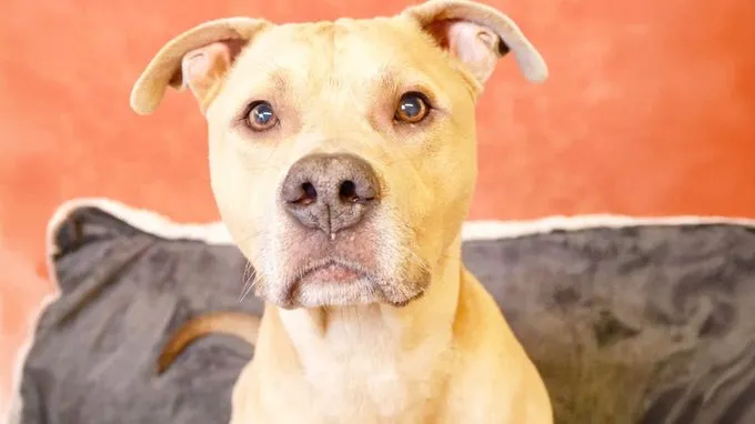 Mitch - staffordshire-mix zur Adoption