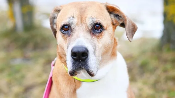 Fanni - ridgeback-mix zur Adoption