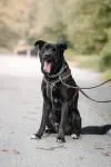 Dog from shelter, Baghira | Schwarz Mit Kupfer Tupfen Mischling Male