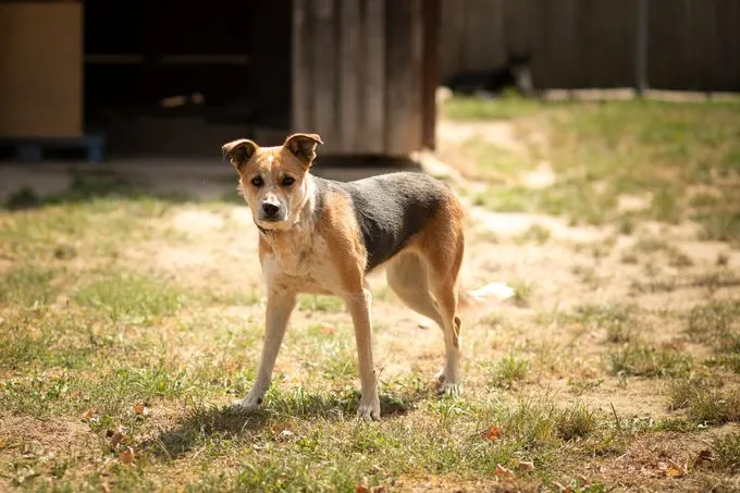 Kaya - Mischling zur Adoption