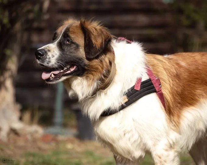 Cookie - herdenschutzhund-mix zur Adoption