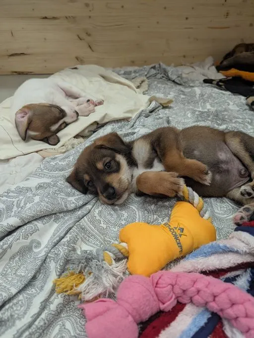 Dog from shelter, Dot | Hell Braun Mischling Male