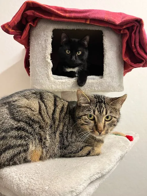 Katze aus Tierheim, Lennard | Getigert Europäisch Kurzhaar Männlich
