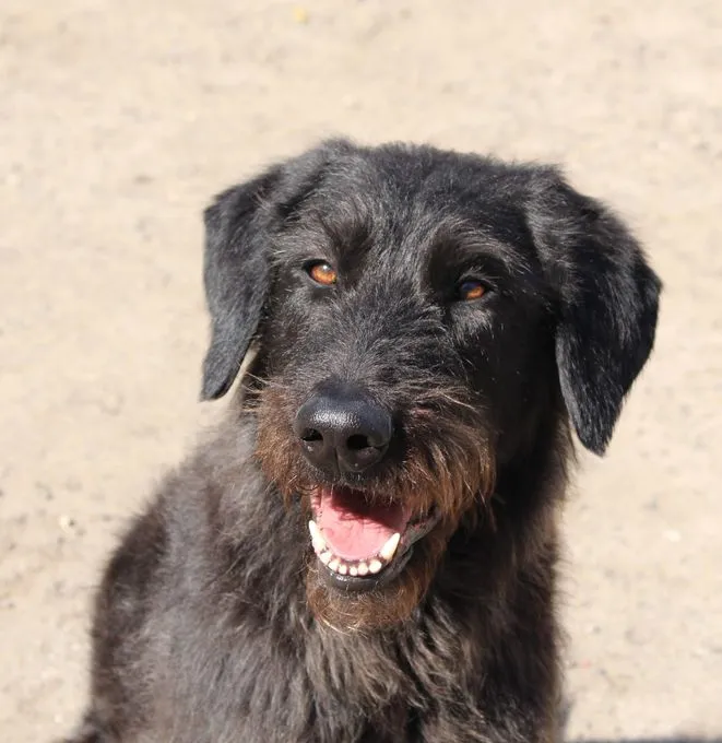 Paul - riesenschnauzer-mix zur Adoption