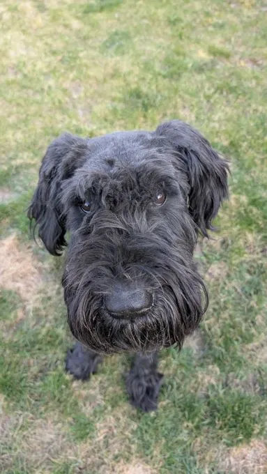 Hund aus Tierheim, Barney | Schwarz Riesenschnauzer Männlich