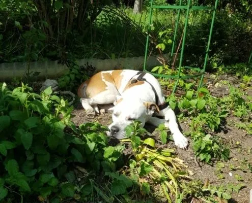 Dog from shelter, Wotan | Pitbull Male