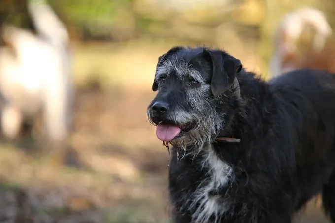 Dog from shelter, Ghana | Schwarz Mischlingshündin Female