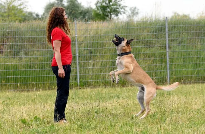 Hund aus Tierheim, Rusty | Malinois Männlich