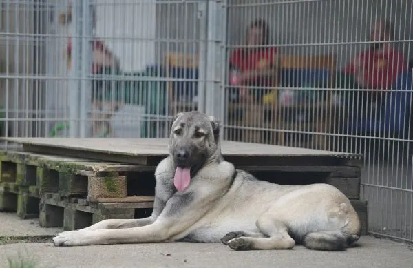 Dog from shelter, Spencer | Kangal Male