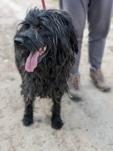 Hund aus Tierheim, Neo | Schwarz Schnauzer Mix Männlich