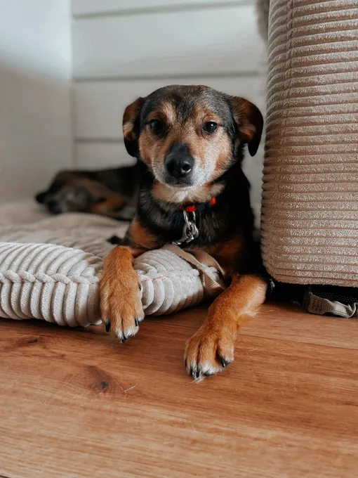 Laki - schaeferhund-mix zur Adoption