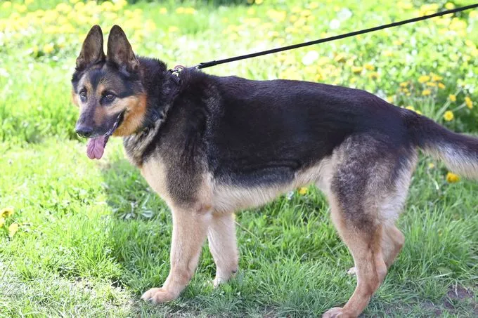Dog from shelter, Pablo | Dt Schäferhund Female