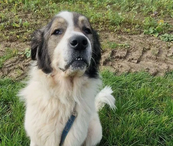 Dog from shelter, Admiral | Mix Male