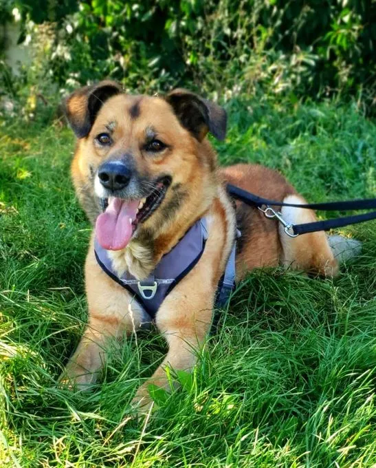 Hund aus Tierheim, Jewel | Schäferhund Mix Männlich