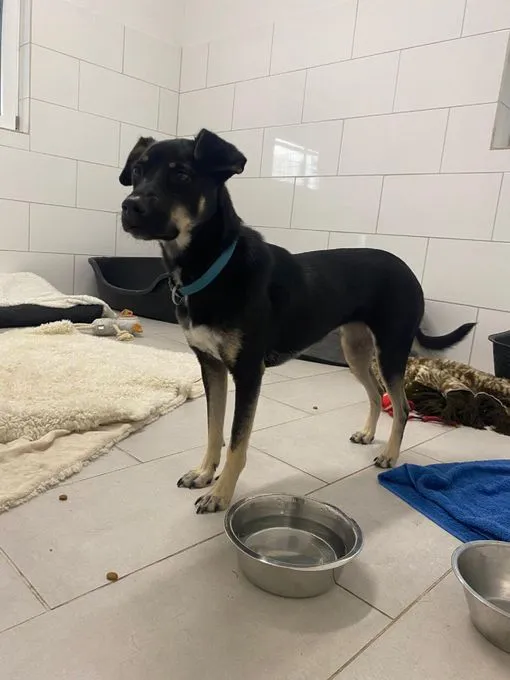 Hund aus Tierheim, Leila | Schwarz Labrador Mischling Weiblich