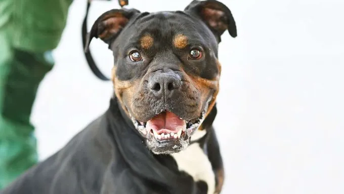 Yuno - Bulldoggen-Mix zur Adoption