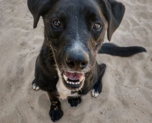 Dog from shelter, Timy | Labrador Mix Male