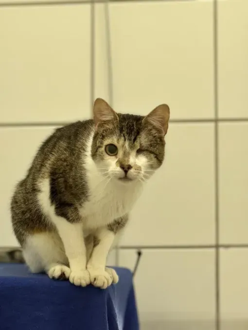 Tuxi & Grammi - EHK zur Adoption