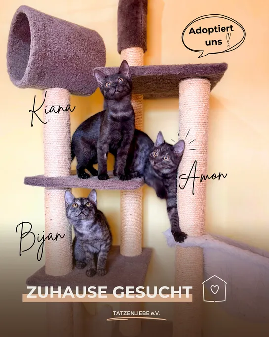 Amon & Bijan & Kiana - ekh zur Adoption
