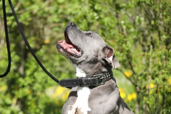 Dog from shelter, Blue | Staffordshire Mix Male