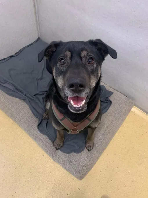 Hund aus Tierheim, Willi | Schwarz Braun Labbi Schäfermix Männlich