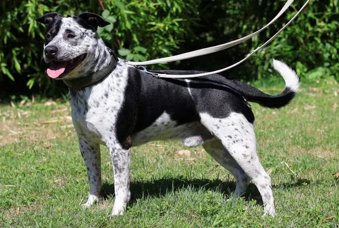 Montgomery - mischling zur Adoption