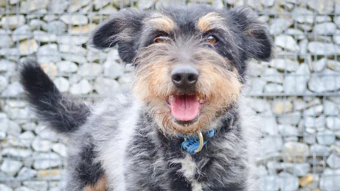 Dog from shelter, Bello | Terrier Mix Female