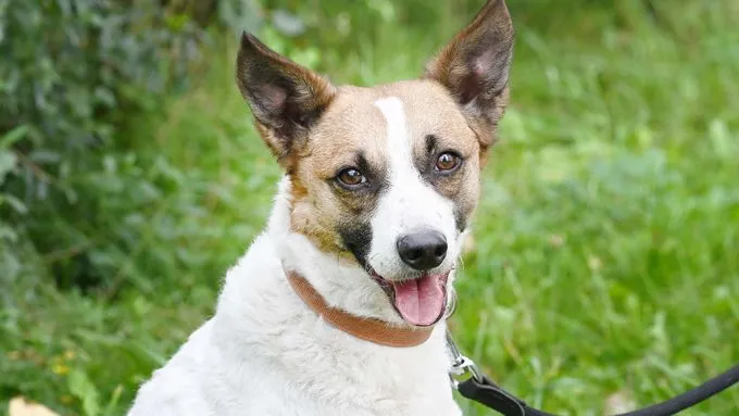 Rex - jack-russell-mix zur Adoption
