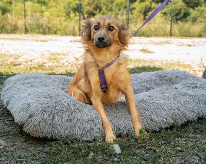 Hazel - mischling zur Adoption