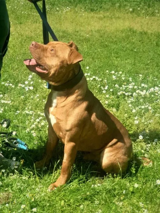 Dog from shelter, Ted | Staffordshire Mix Male