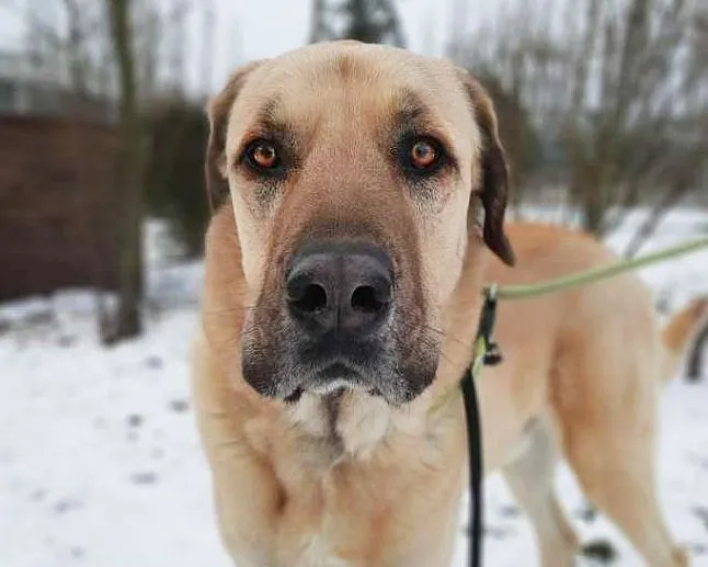 Bobby - Kangal zur Adoption