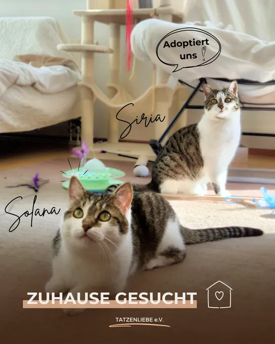 Solana & Siria - europaeische-hauskatze zur Adoption