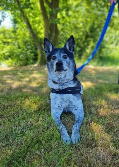 Dog from shelter, Bali | Taiwanhund Mix Male