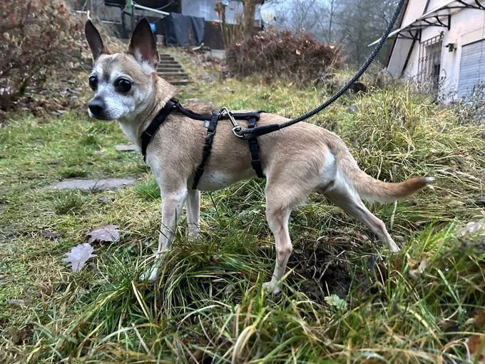 Lisi - Chihuahua Mischling zur Adoption