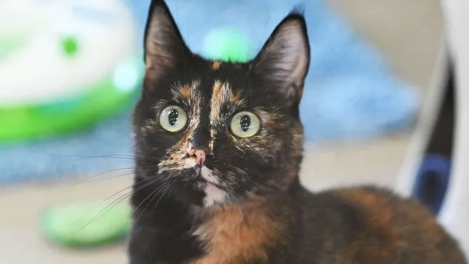 Mia - ekh zur Adoption
