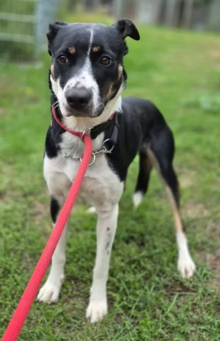 Malou - border-collie-mix zur Adoption