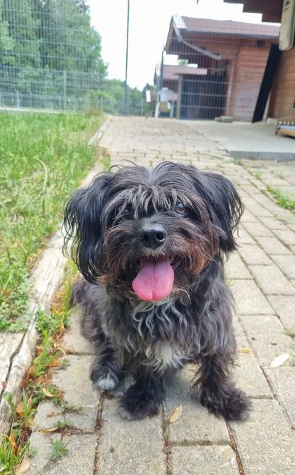 Curie - mischling zur Adoption