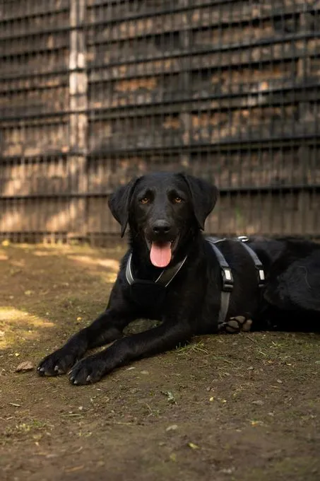 Billy - labrador-mix zur Adoption